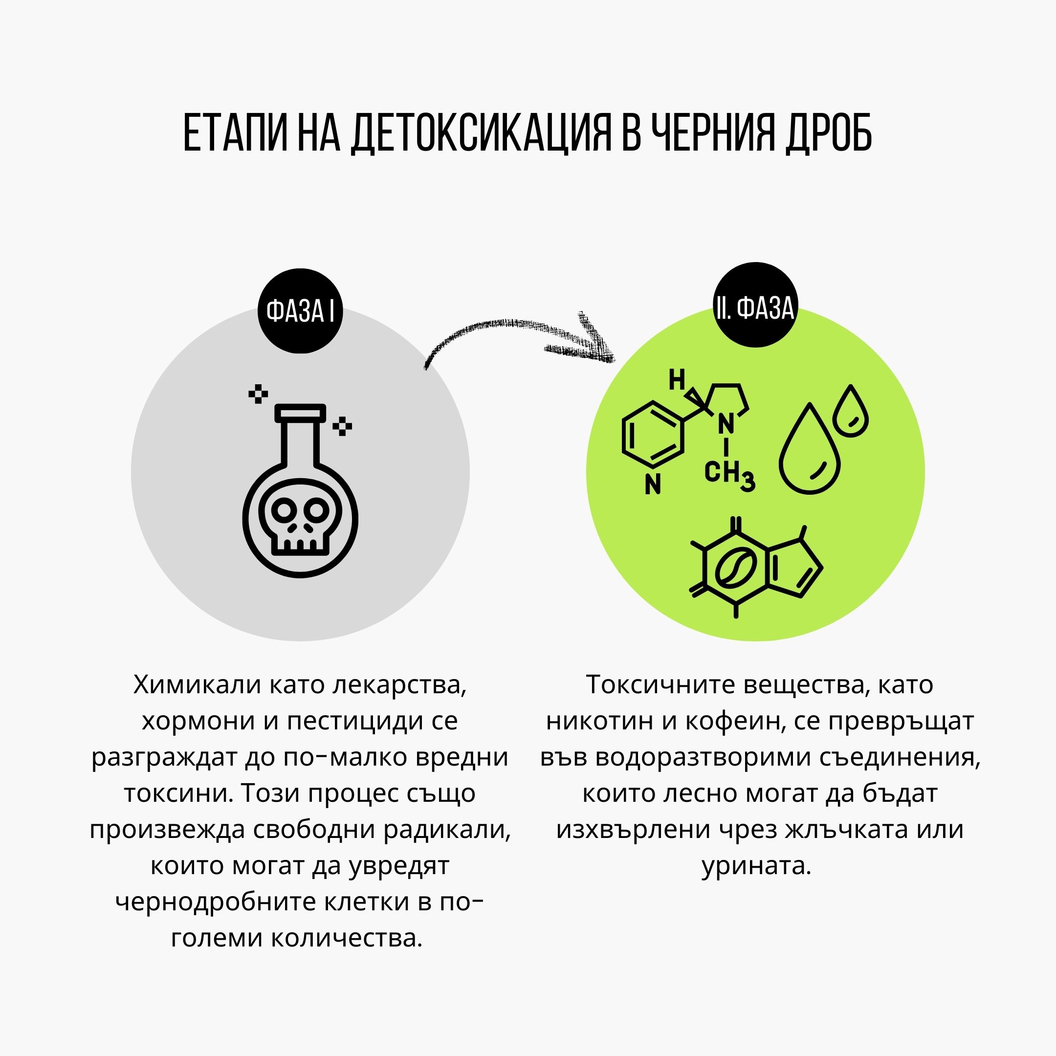 (Bulharština) Fáze detoxikace v játrech